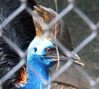 [A close view through a fence of the head of this colorful, almost prehistoric-looking, creature. This bird has a large wedge-shaped horn-like protrusion on the top of its head. This bird has a blue head and neck, a red-orange eye, a red patch on the back of its neck near its black-feathered body. Its feathers are similar to the emu with the part down the back and the feathers falling to the side. ]